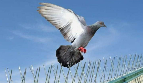 Bird Spikes Safety Nets In Mehdipatnam 

