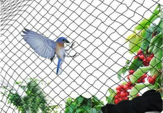 Anti Bird Net In jubileehills 
