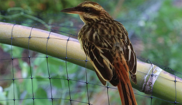 Anti Bird Net In Suchitra