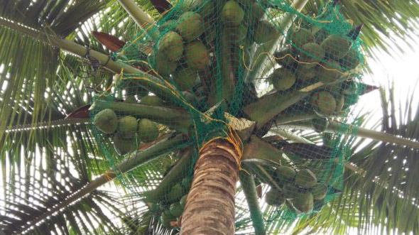 Coconut Tree Net in hyderabad 
