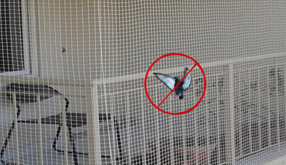 Pigeon Safety Nets in Suchitra 
