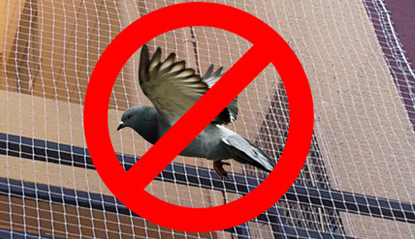Pigeon Safety Nets in Suchitra